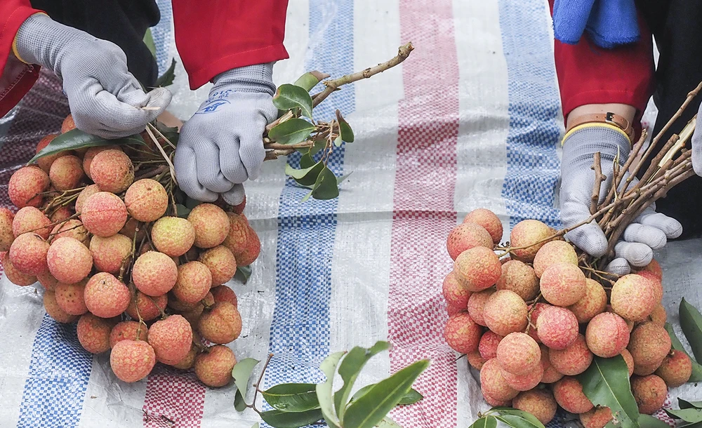 Các đội thi hái và bó vải theo chủ đề “Mùa vui thu hái vải thiều”.