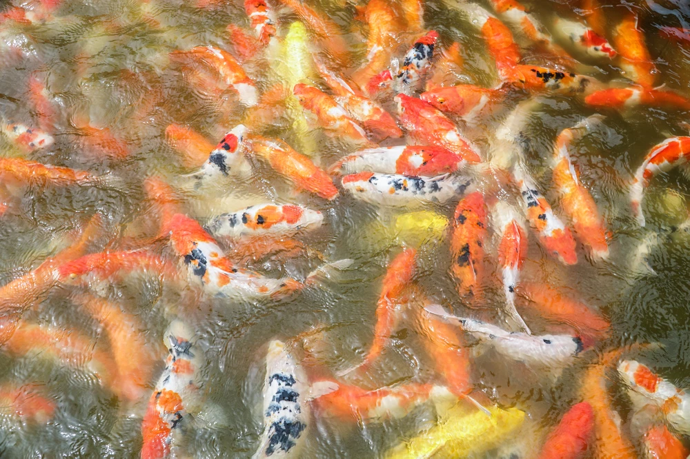 Cá Koi có nguồn gốc từ Nhật Bản, đây là một trong những loài cá có giá bán đắt nhất thế giới.