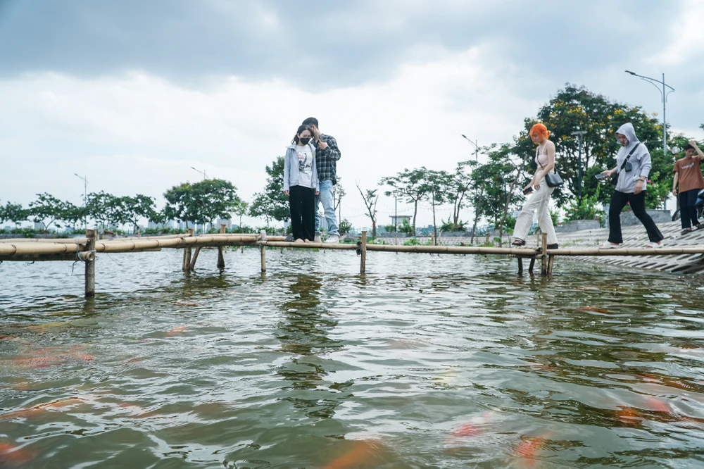 Hàng nghìn con cá Koi được một doanh nghiệp thả xuống hồ sen cạnh phố Nhật Chiêu, quận Tây Hồ, Hà Nội đã thu hút rất đông người dân tới chụp ảnh, check-in mỗi chiều hàng ngày.