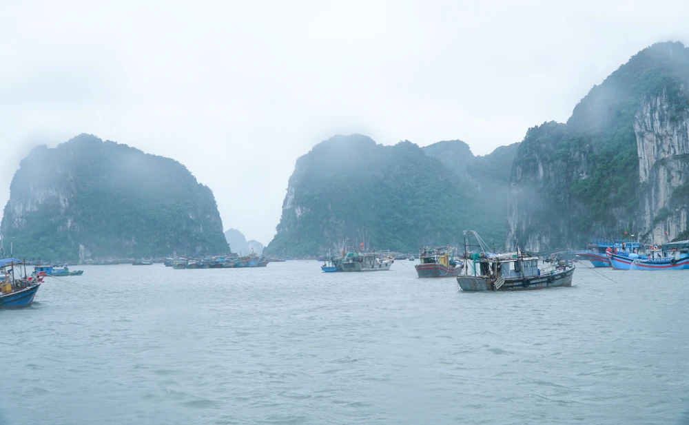 Ghi nhận vào trưa 18-7, tại Cảng cá cầu Bài Thơ, thuộc TP Hạ Long, tỉnh Quảng Ninh, hàng trăm tàu thuyền đã về đây neo đậu chắc chắn trước khi cơn bão số 1 đổ về.