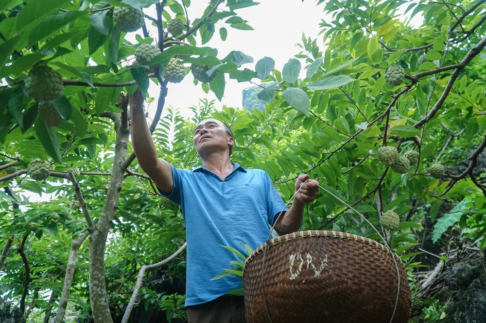 Na Chi Lăng 120.000 đồng/kg vẫn không lo ế ảnh 4 Na Chi Lăng 120.000 đồng/kg vẫn không lo ế ảnh 4