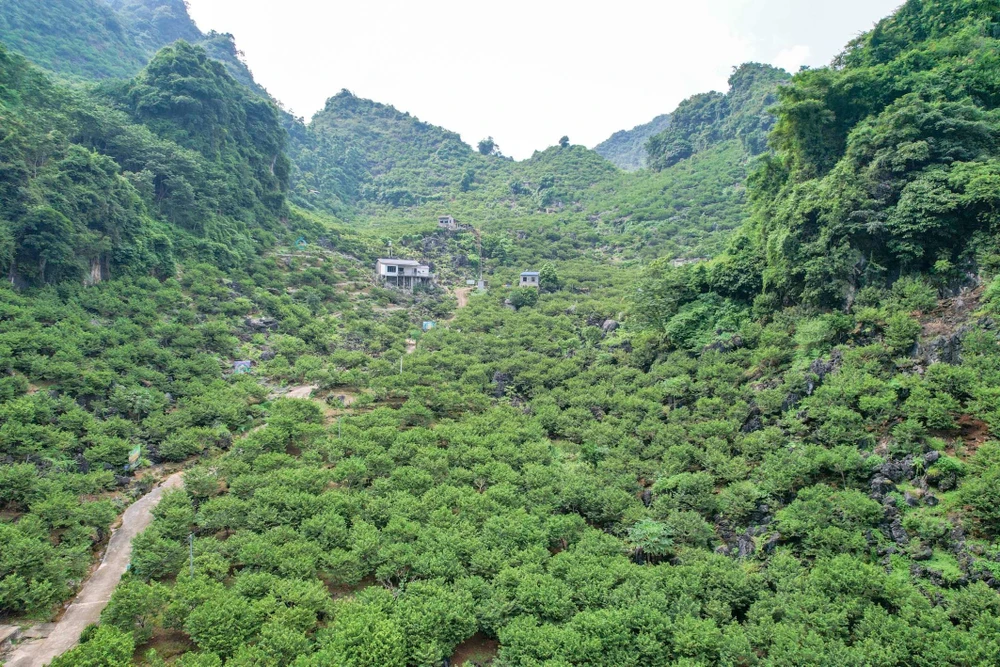 Theo thông tin từ UBND huyện Chi Lăng, na Chi Lăng được trồng tập trung chủ yếu ở các xã Chi Lăng, Mai Sao, Thượng Cường, Vạn Linh, Y Tịch, Hòa Bình, thị trấn Chi Lăng và thị trấn Đồng Mỏ. Theo thông tin từ UBND huyện Chi Lăng, na Chi Lăng được trồng tập trung chủ yếu ở các xã Chi Lăng, Mai Sao, Thượng Cường, Vạn Linh, Y Tịch, Hòa Bình, thị trấn Chi Lăng và thị trấn Đồng Mỏ.