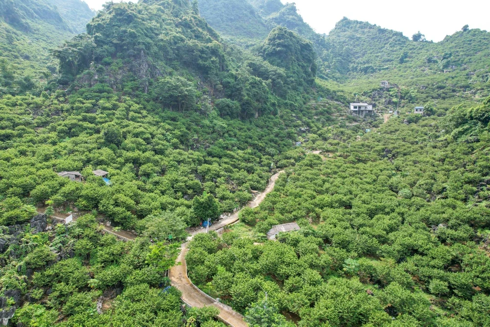 Trên những sườn núi của huyện Chi Lăng, tỉnh Lạng Sơn, vào thời gian này đều phủ kín màu xanh của những vườn na. Nhiều năm nay, na Chi Lăng trở thành thương hiệu của tỉnh và nổi tiếng khắp cả nước, giúp nhiều người dân không chỉ xóa đói, giảm nghèo mà còn ăn nên làm ra. Trên những sườn núi của huyện Chi Lăng, tỉnh Lạng Sơn, vào thời gian này đều phủ kín màu xanh của những vườn na. Nhiều năm nay, na Chi Lăng trở thành thương hiệu của tỉnh và nổi tiếng khắp cả nước, giúp nhiều người dân không chỉ xóa đói, giảm nghèo mà còn ăn nên làm ra.