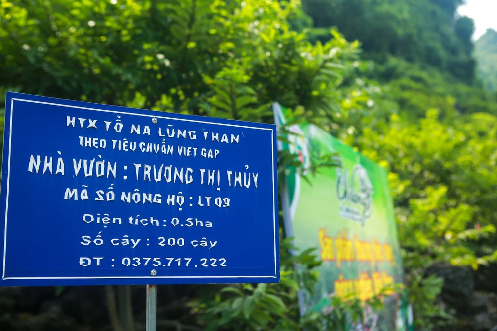 Năm 2023, diện tích trồng na của huyện ước trên 2.300 ha, sản lượng ước đạt 20.000 tấn (bao gồm cả na trái vụ), doanh thu ước đạt 700 tỉ đồng; diện tích na trồng theo tiêu chuẩn GlobalGAP đạt 35 ha, sản xuất theo tiêu chuẩn VietGAP đạt 800 ha. Năm 2023, diện tích trồng na của huyện ước trên 2.300 ha, sản lượng ước đạt 20.000 tấn (bao gồm cả na trái vụ), doanh thu ước đạt 700 tỉ đồng; diện tích na trồng theo tiêu chuẩn GlobalGAP đạt 35 ha, sản xuất theo tiêu chuẩn VietGAP đạt 800 ha.