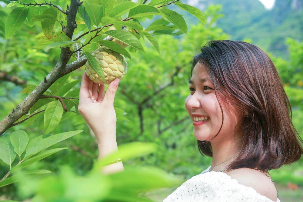 Na Chi Lăng được chia thành hai loại là na dai và na bở. Quả na dai có vỏ mềm, màu xanh, ruột trắng lại ít hạt. Loại na này có ưu điểm là ăn ngọt, để được lâu, không dễ nát, dễ bóc vỏ, khi ăn có cảm giác các múi cũng dai hơn. Trong khi đó, na bở thường mềm, dễ vỡ, nát, nhiều hạt và cũng không ngọt thơm như na dai. Na Chi Lăng được chia thành hai loại là na dai và na bở. Quả na dai có vỏ mềm, màu xanh, ruột trắng lại ít hạt. Loại na này có ưu điểm là ăn ngọt, để được lâu, không dễ nát, dễ bóc vỏ, khi ăn có cảm giác các múi cũng dai hơn. Trong khi đó, na bở thường mềm, dễ vỡ, nát, nhiều hạt và cũng không ngọt thơm như na dai.