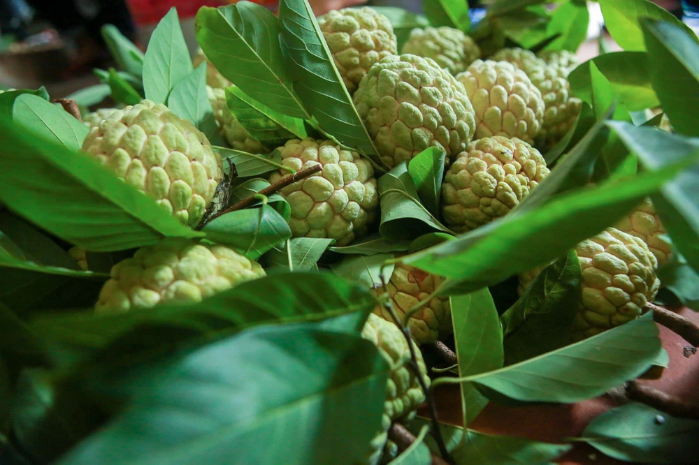 Giá na dai năm nay bán tại vườn từ 30-35.000 đồng/kg. Còn tại các hợp tác xã sau khi thu mua lại sẽ đóng gói, phân loại ra, vào khoảng 65.000 đồng/kg. Giá na dai năm nay bán tại vườn từ 30-35.000 đồng/kg. Còn tại các hợp tác xã sau khi thu mua lại sẽ đóng gói, phân loại ra, vào khoảng 65.000 đồng/kg.