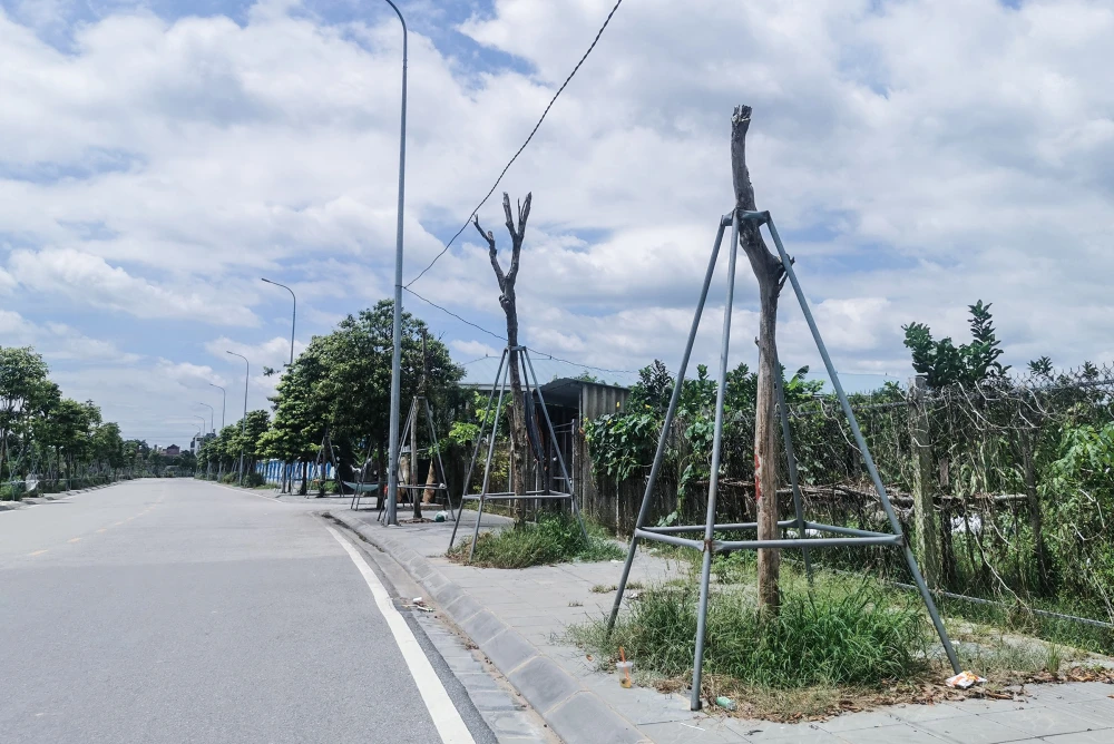 Có đoạn cây xanh chết khô cùng lúc. Ảnh PHI HÙNG