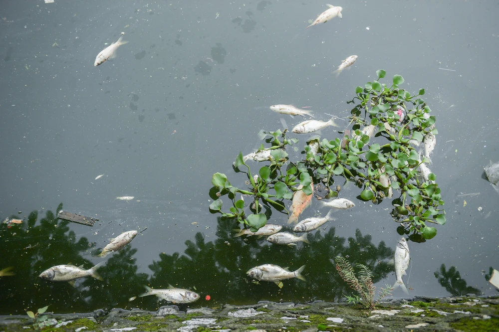 ca-chet-ho-tay (7).JPG