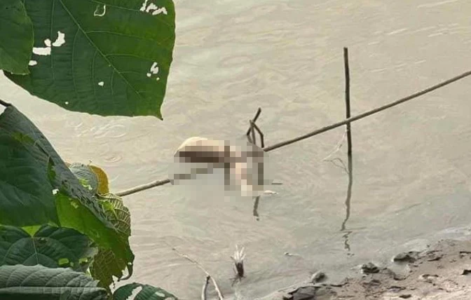 Một phần thi thể người phụ nữ được phát hiện