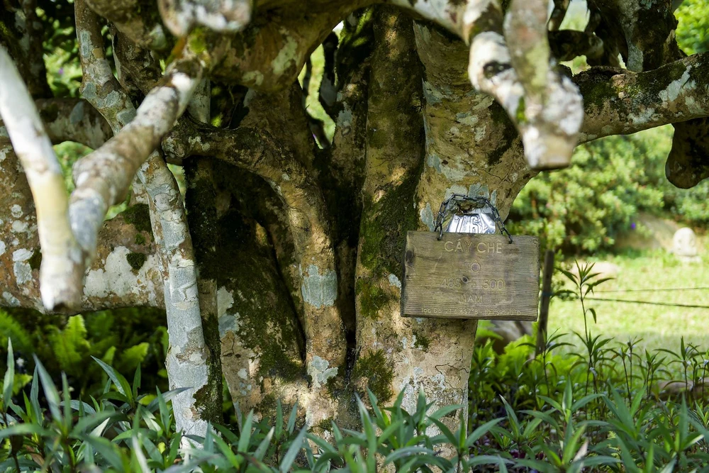 che-shan-tuyet (13).jpg