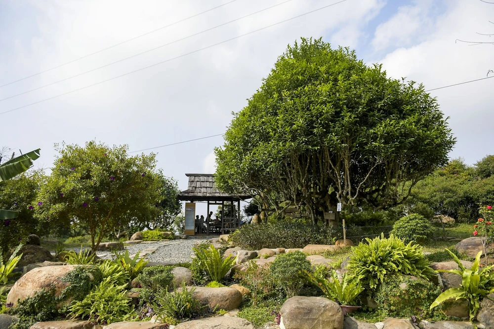 che-shan-tuyet (7).jpg