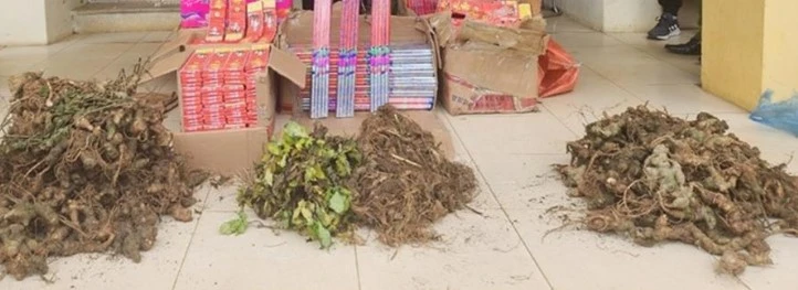 Củ sâm và pháo bị công an thu giữ