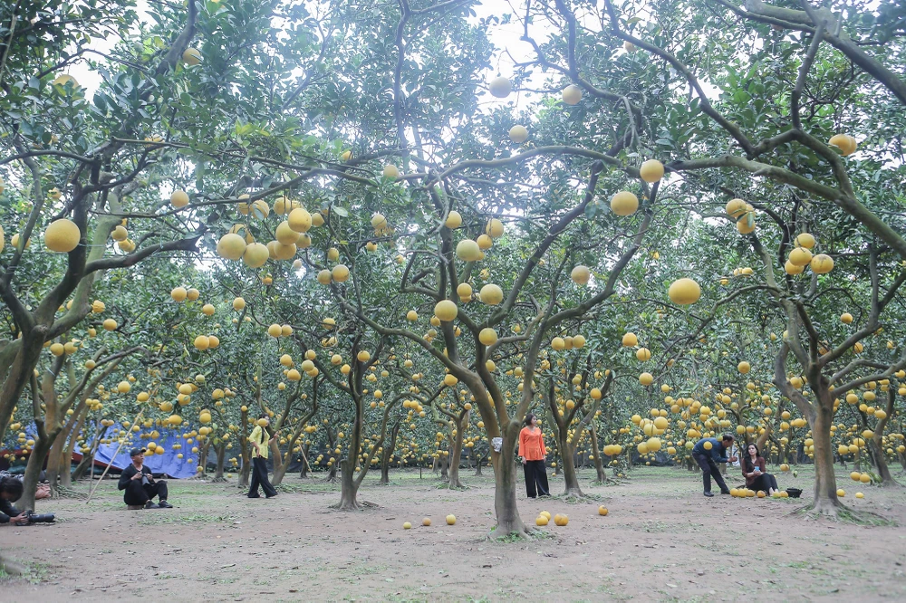 vuon-buoi-ha-noi (1).jpg