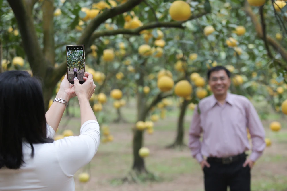 vuon-buoi-ha-noi (8).jpg