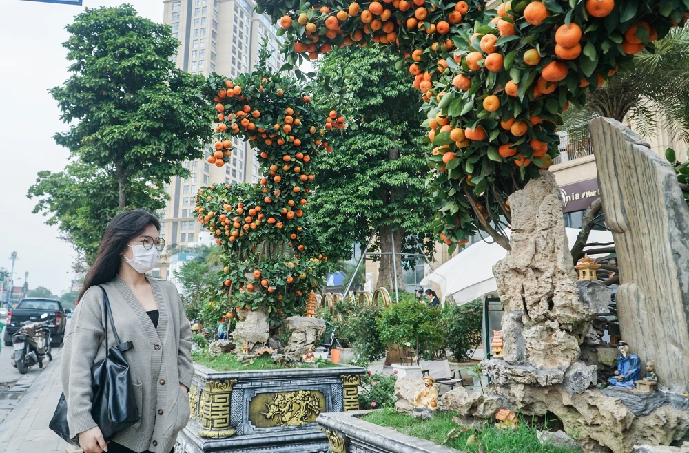 Cặp quýt song Long được bày ở đầu đường Lạc Long Quân, Hà Nội.