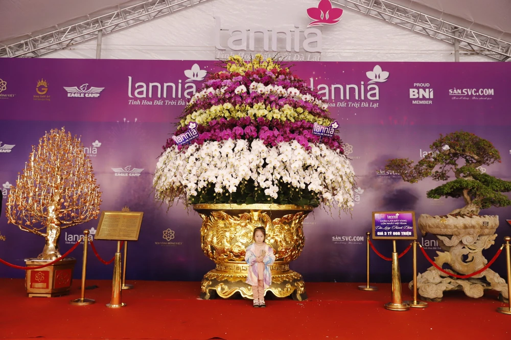 Những ngày này, tại một gian hàng gần khu vực quảng trường sân vận động Mỹ Đình, Hà Nội đang trưng bày chậu hoa lan hồ điệp khổng lồ, phục vụ nhu cầu thưởng lãm của khách tham quan dịp Tết Nguyên Đán 2024.