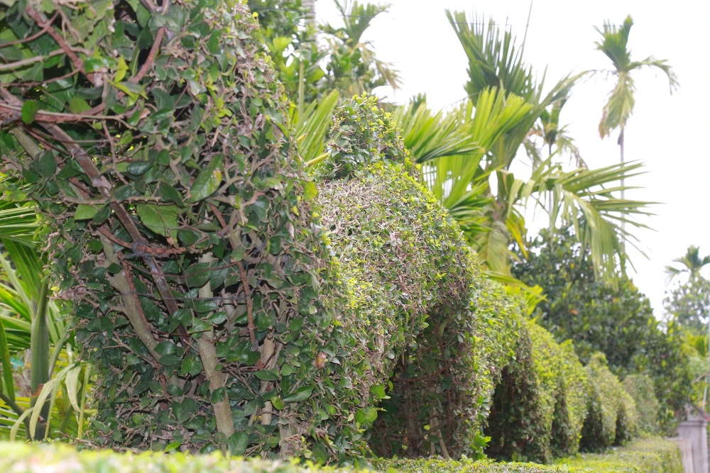 linh-vat-rong (12).jpg