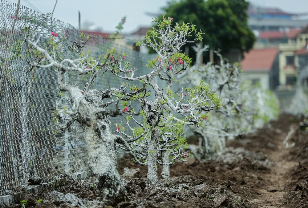 trong-dao-sau-dip-Tet (2).jpg