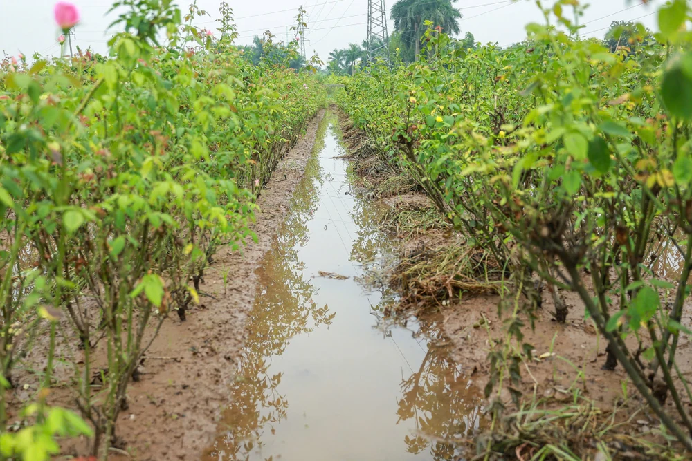 lang-hoa-tay-tuu (7).jpg