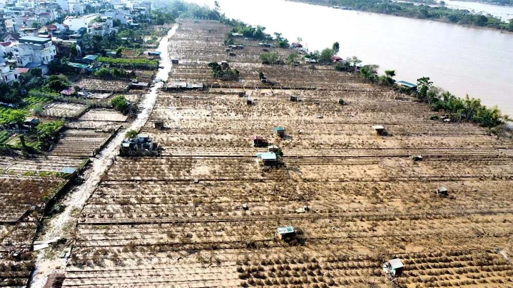 dao-nhat-tan (1).jpg