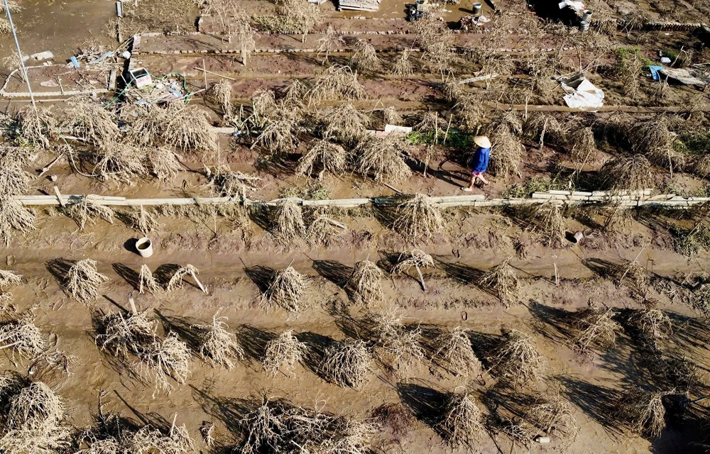 dao-nhat-tan (10).jpg