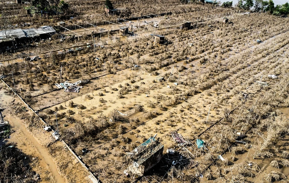 dao-nhat-tan (2).jpg