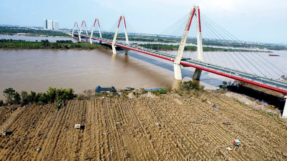 Hà Nội: Hàng nghìn gốc đào bị 'xóa sổ' sau khi lũ sông Hồng rút