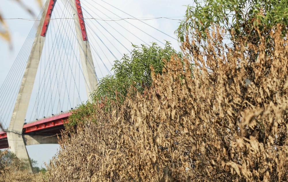 dao-nhat-tan (6).jpg