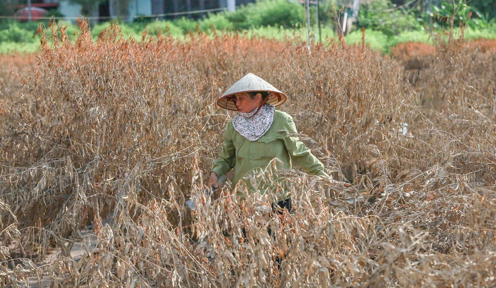 dao-nhat-tan (7).jpg