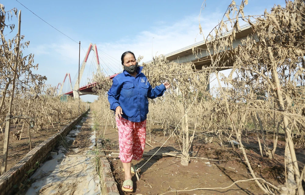 dao-nhat-tan (8).jpg