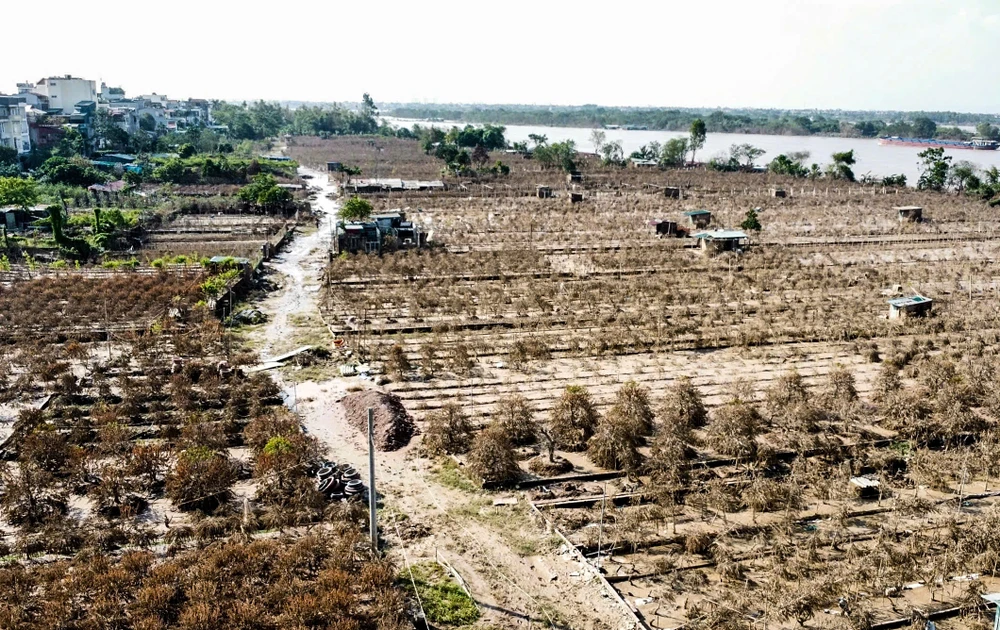 dao-nhat-tan (9).jpg