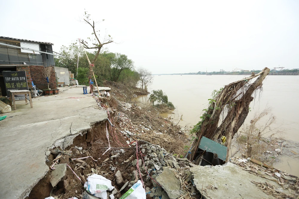 Do ảnh hưởng của mưa lũ kéo dài, hiện một đoạn bờ sông Hồng tại khu vực làng gốm cổ, xã Kim Lan, huyện Gia Lâm, Hà Nội, đang xảy ra hiện tượng sụt lún, sạt lở nghiêm trọng.