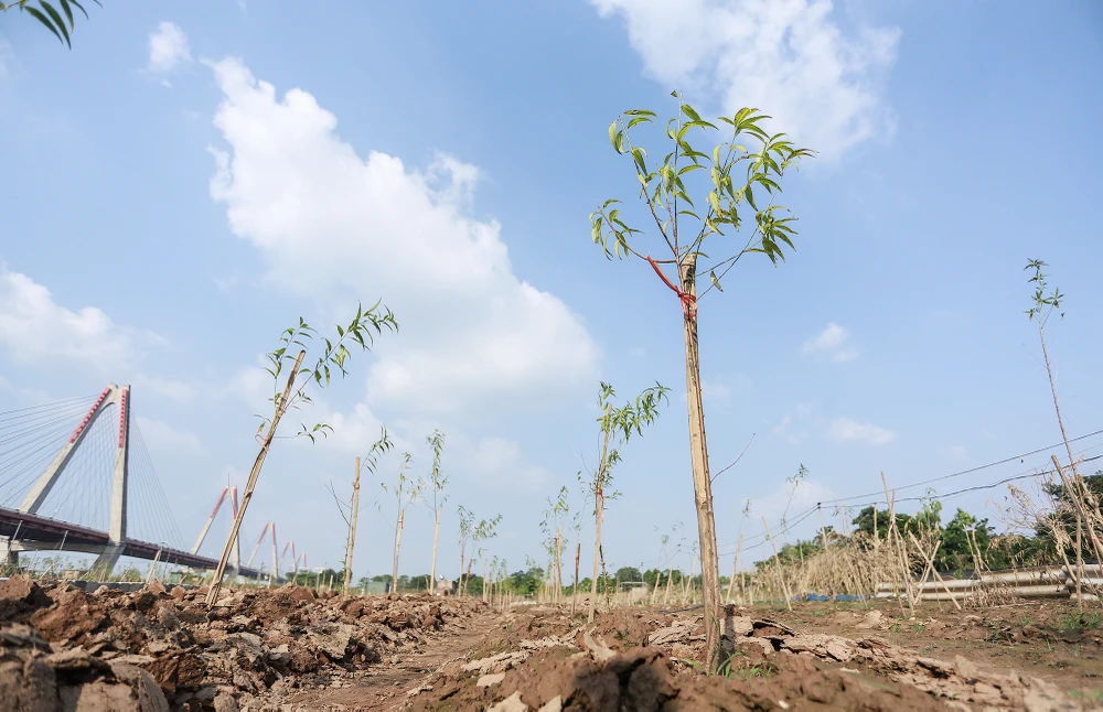 dao-nhat-tan (12).JPG