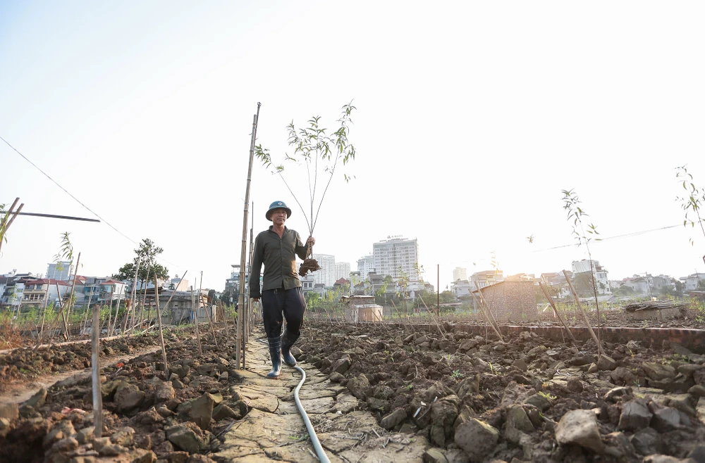 dao-nhat-tan (3).JPG