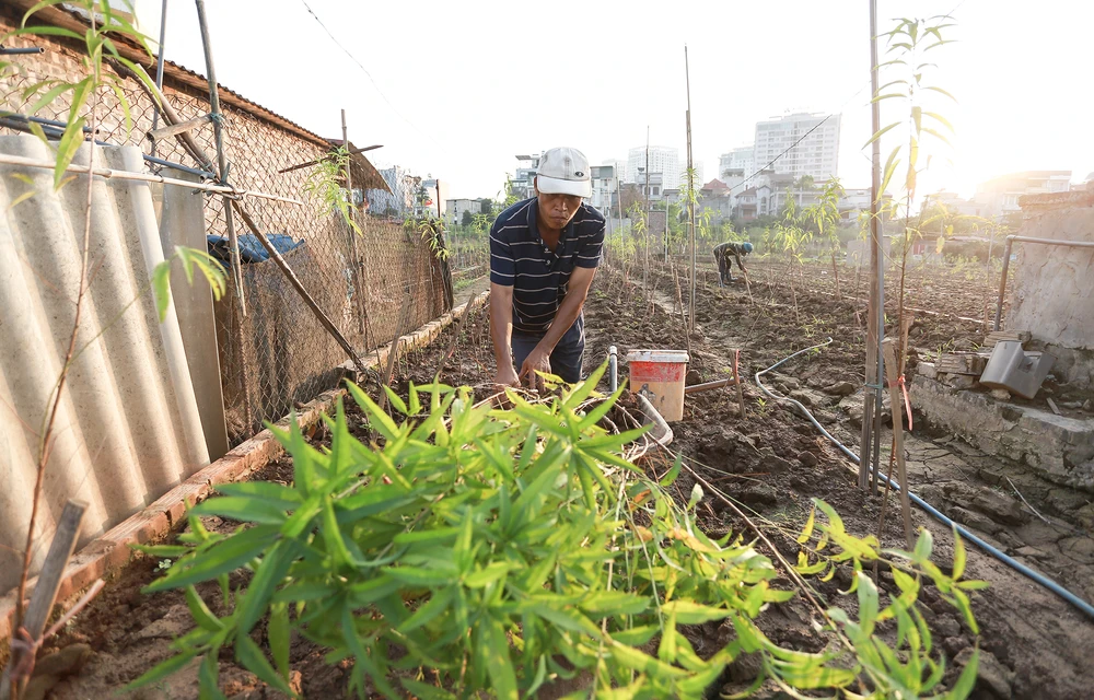 dao-nhat-tan (4).JPG