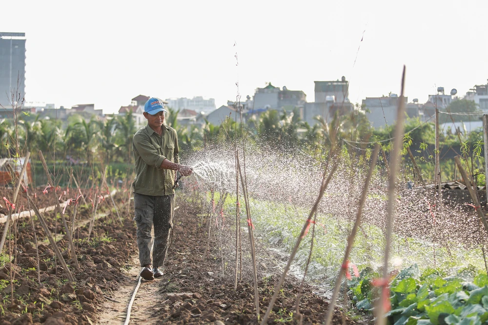 dao-nhat-tan (6).JPG