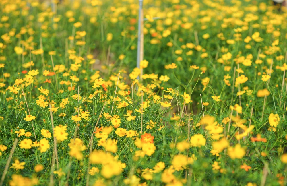 vuon-hoa-cuc (5).JPG