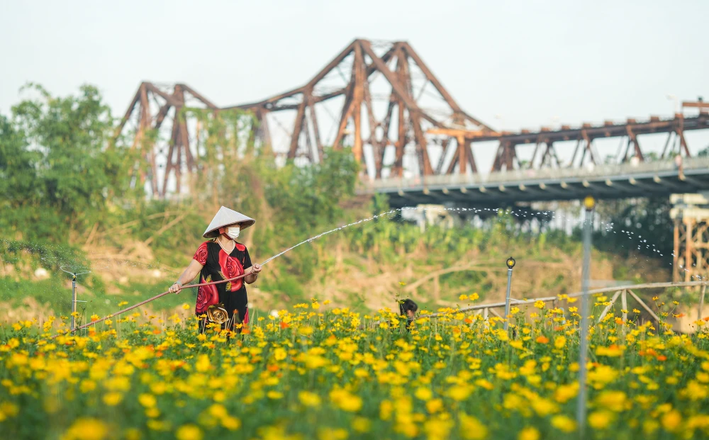 vuon-hoa-cuc (8).JPG