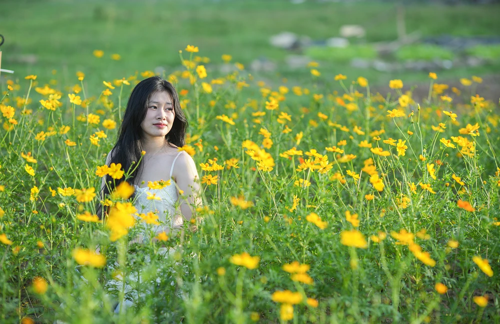 vuon-hoa-cuc (9).JPG