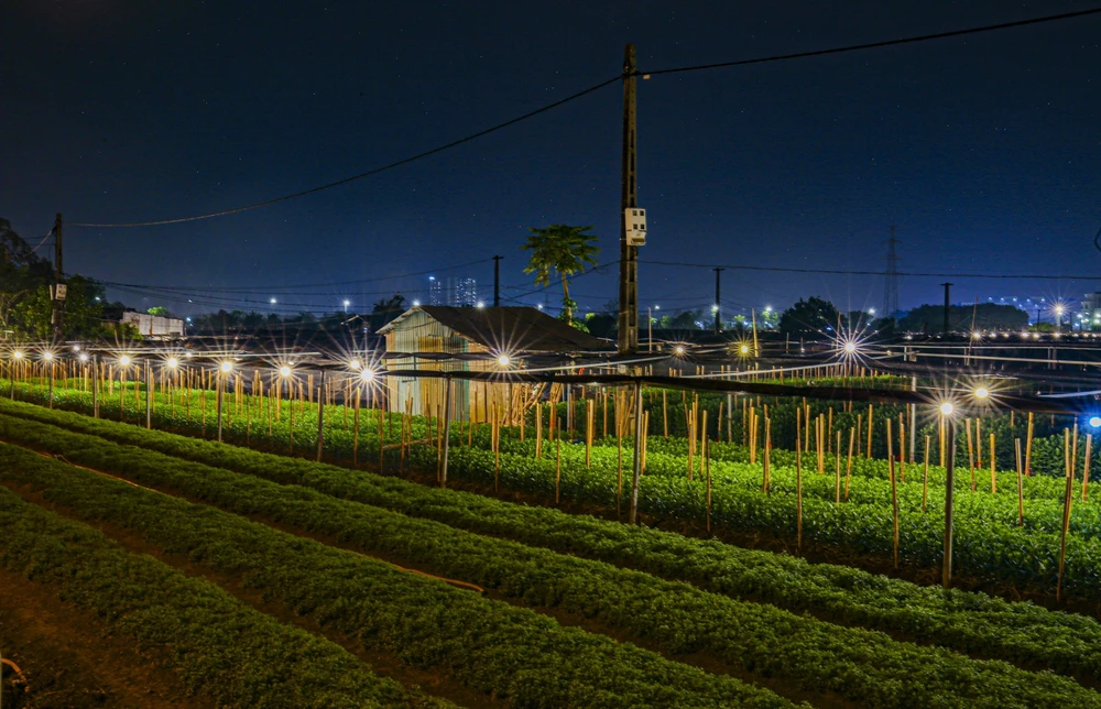 hoa-tay-tuu (12).jpg