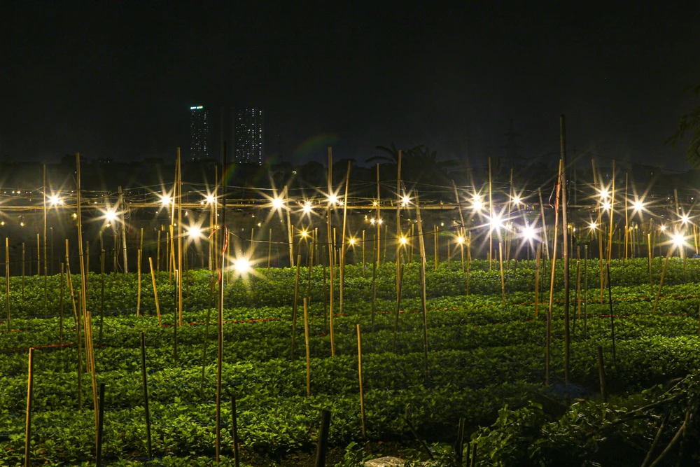 hoa-tay-tuu (16).jpg