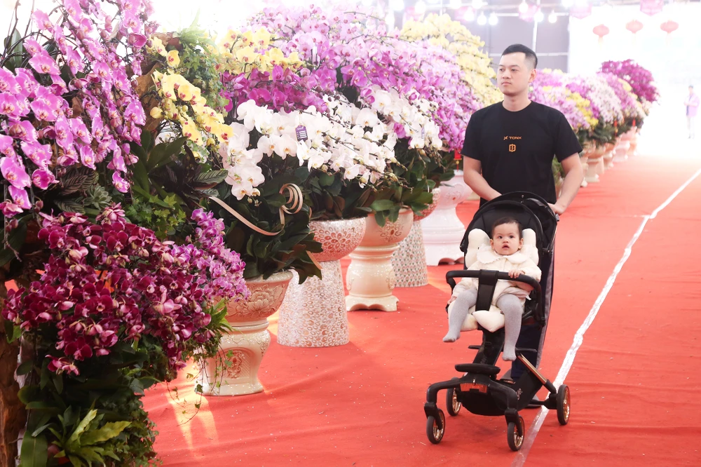 hoa-lan-ho-diep (10).JPG