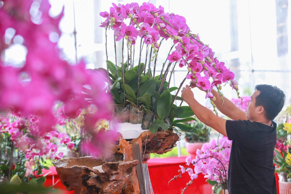 hoa-lan-ho-diep (14).jpg