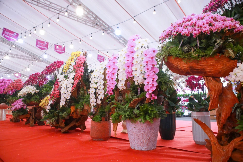 hoa-lan-ho-diep (16).jpg