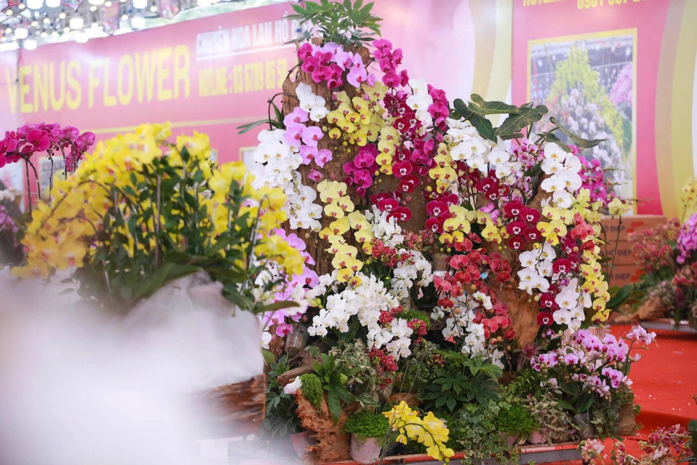 hoa-lan-ho-diep (17).jpg