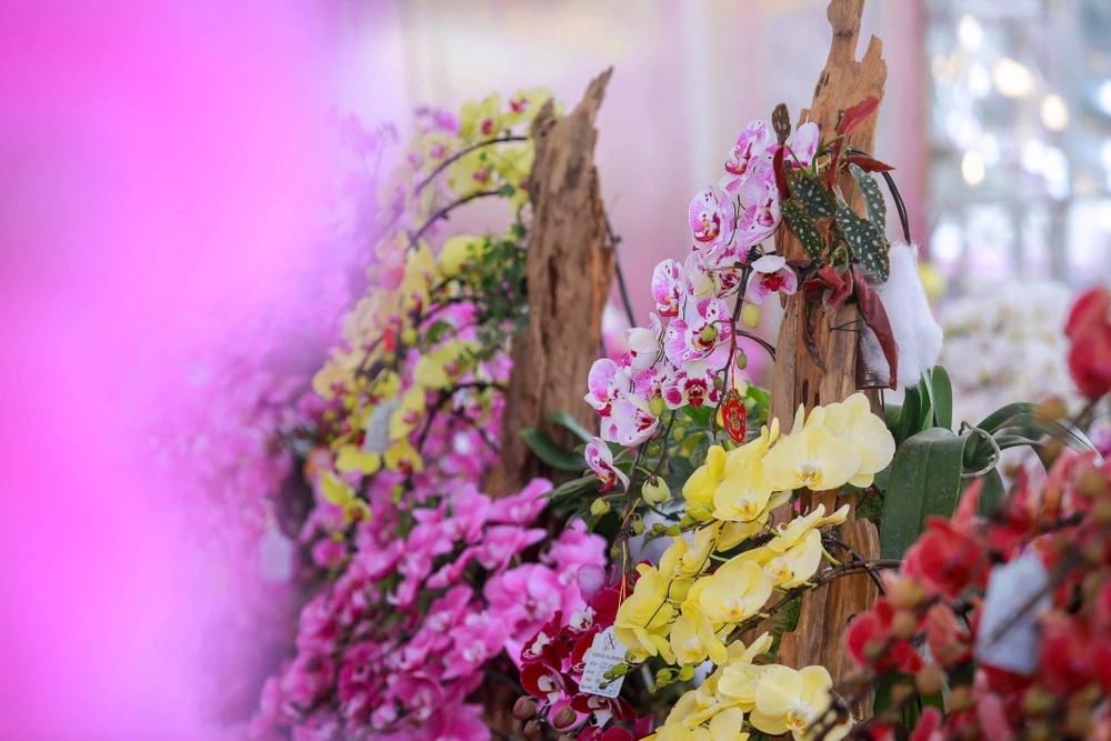 hoa-lan-ho-diep (18).jpg