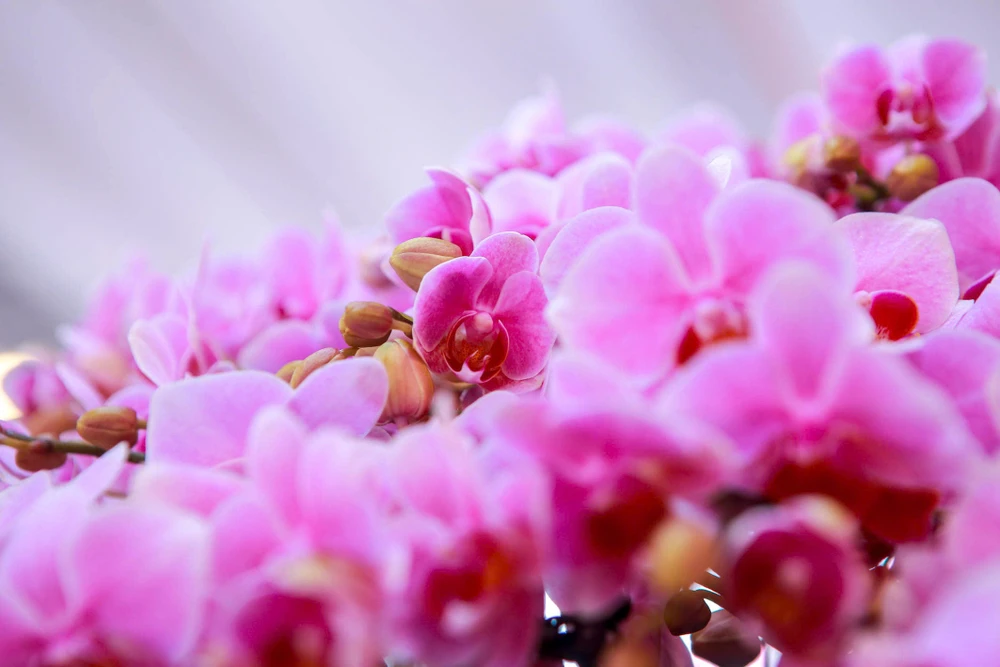 hoa-lan-ho-diep (6).jpg