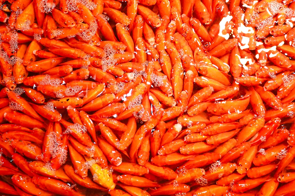 ong-cong-ong-tao (6).jpg