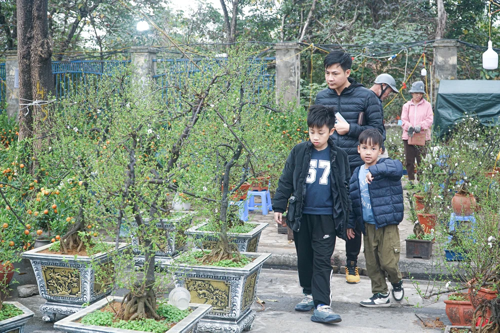 Ghi nhận PLO ngày 28 Tết, thị trường cây cảnh, hoa ở Hà Nội rất đa dạng để phục vụ nhu cầu của người chơi dịp Tết Nguyên đán.