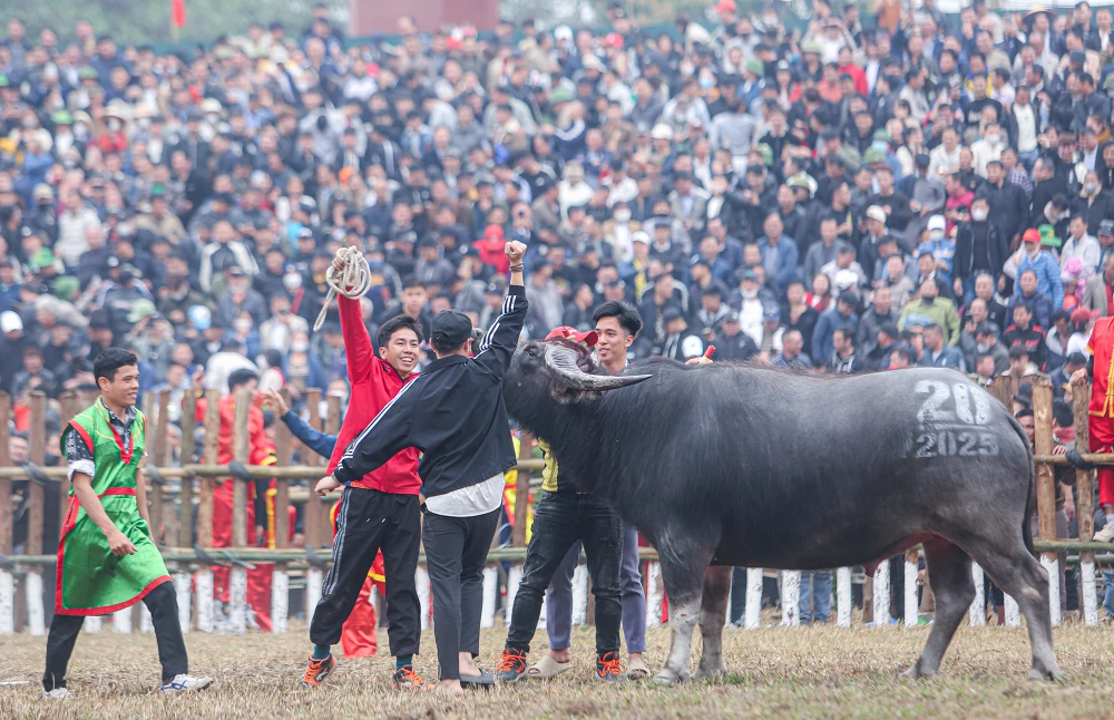Năm nay, sau khi khuất phục được trâu số 04, trâu số 20 đã giành chức vô địch tại Lễ hội chọi trâu truyền thống xã Hải Lựu.